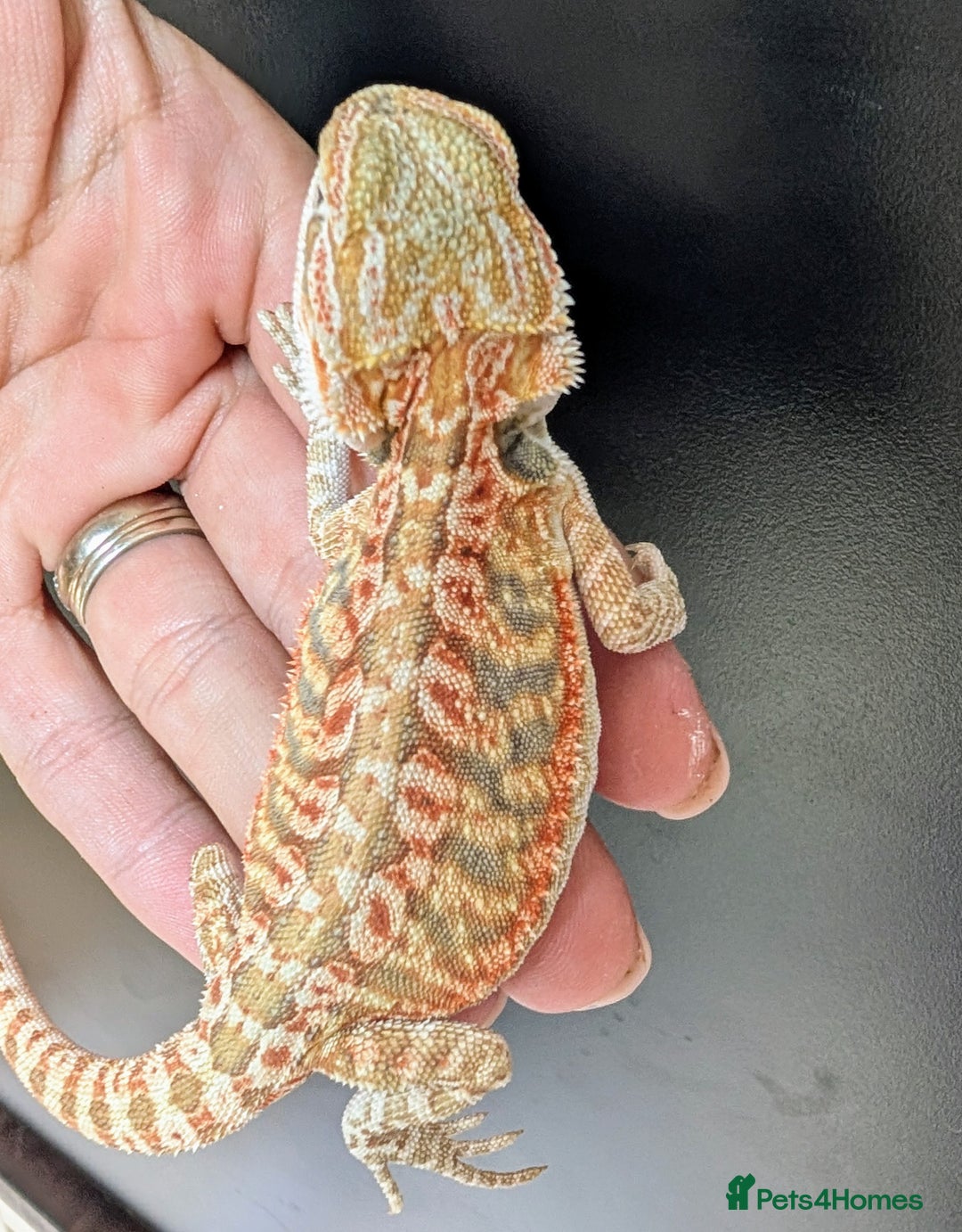 Bearded Dragon reptiles for sale: Baby Bearded Dragons ready now.  - Image 5