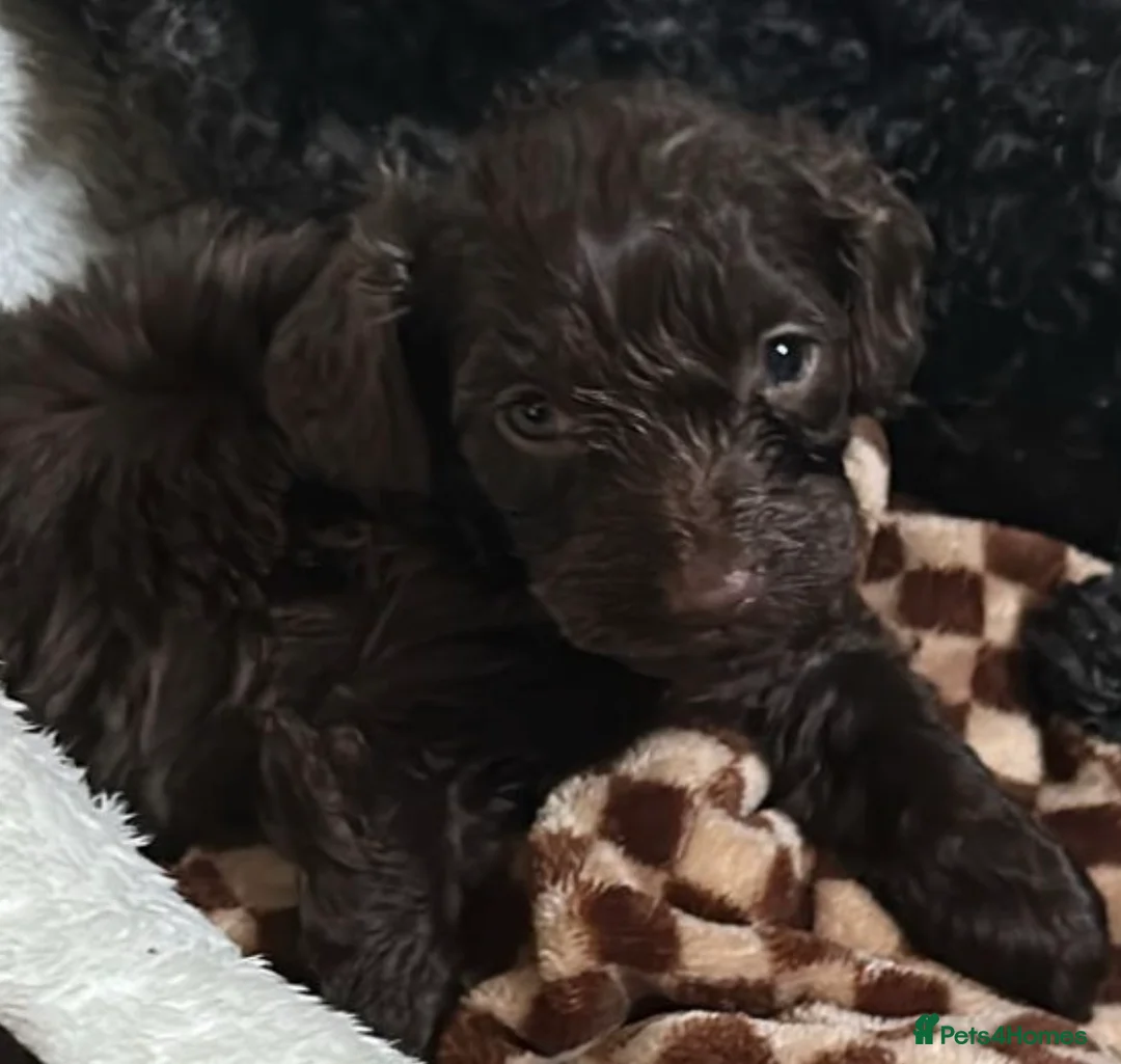 Cavapoo dogs for sale: Chocolate cavapoo boy  in Wakefield - Advert 2