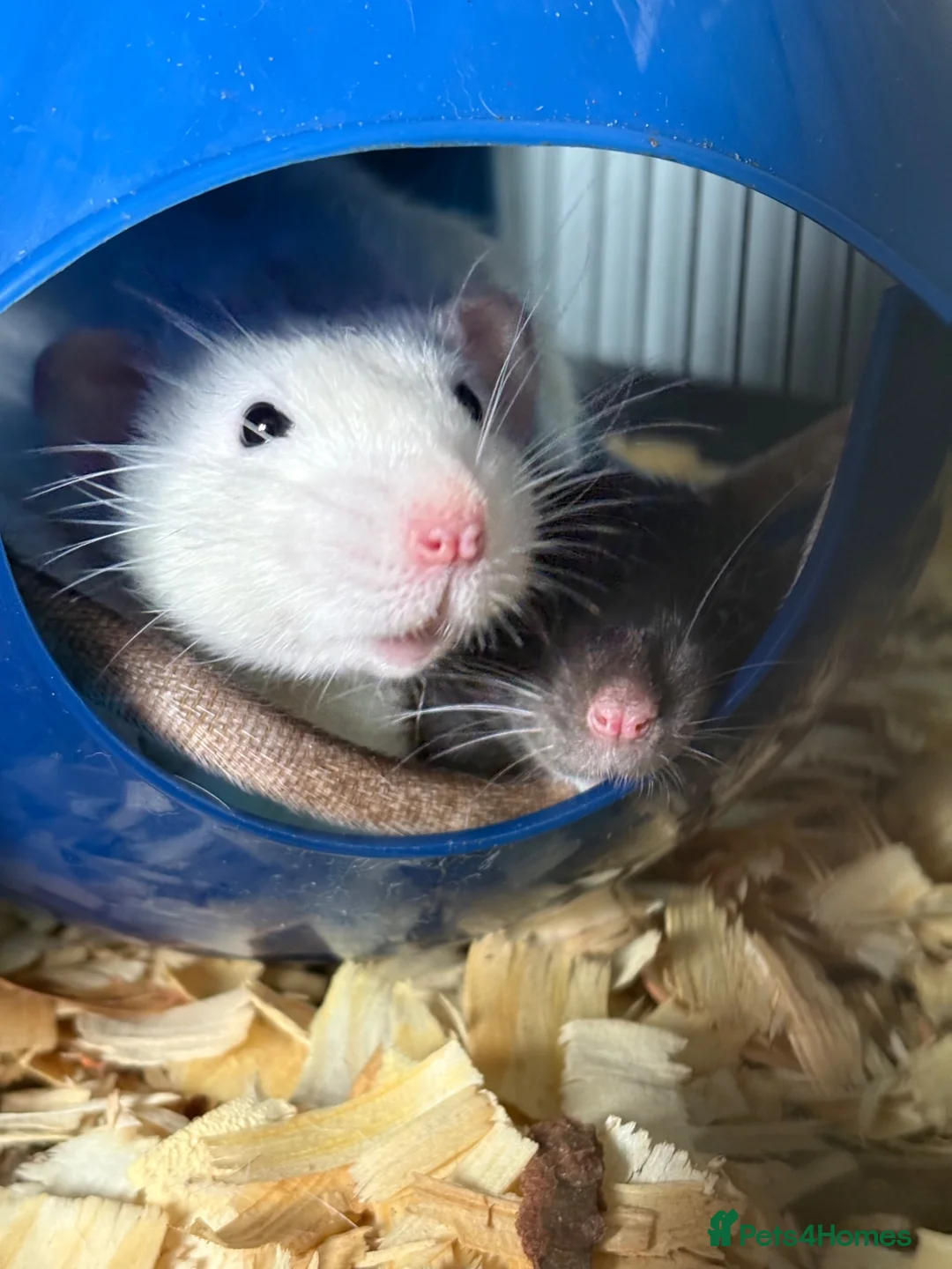 Rat rodents for sale: Four very friendly Rats  in Towcester - Advert 2