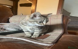 British Shorthair cats for sale: *One Gorgeous Tabby Girl Left* - Image 3