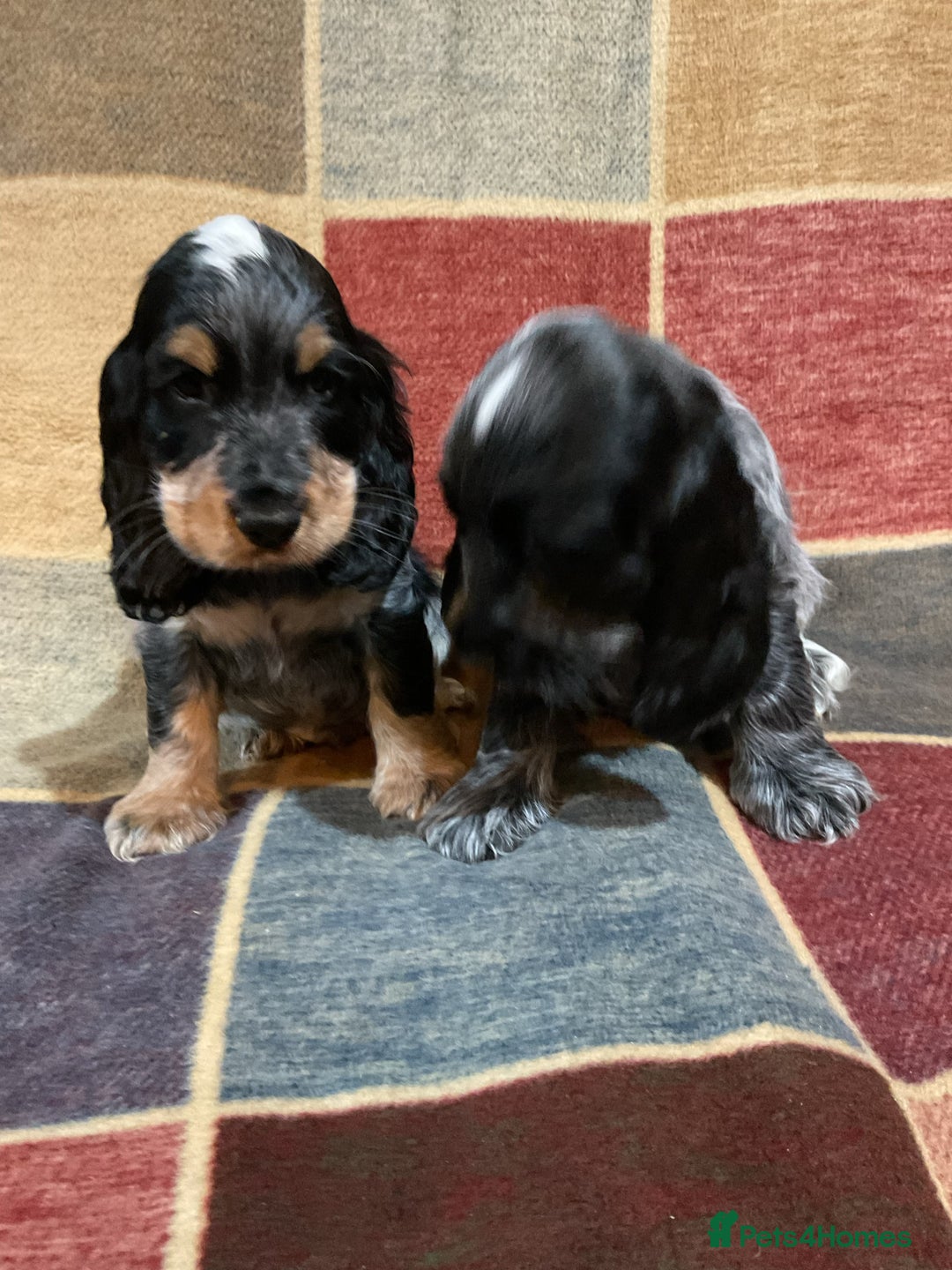 Cocker Spaniel dogs for sale: Chunky cocker pups  - Advert 7