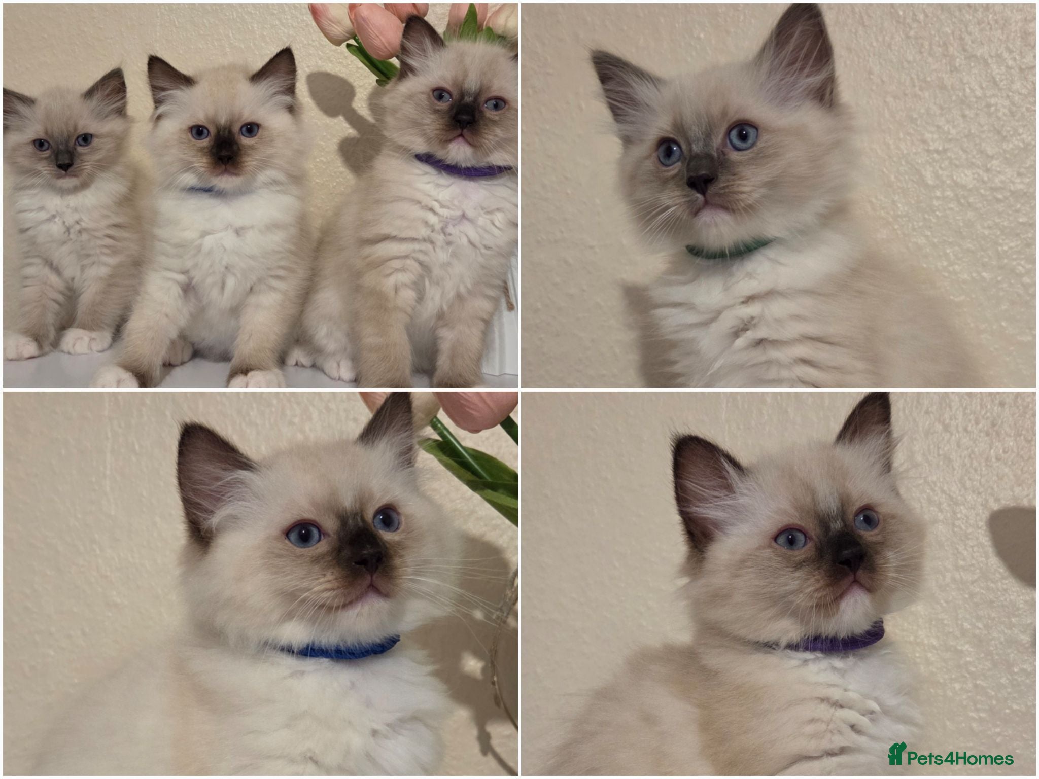 Ragdoll cats Fluffy Ragdoll Kittens  - Advert 1