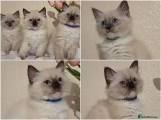 Ragdoll cats Fluffy Ragdoll Kittens - Advert 1
