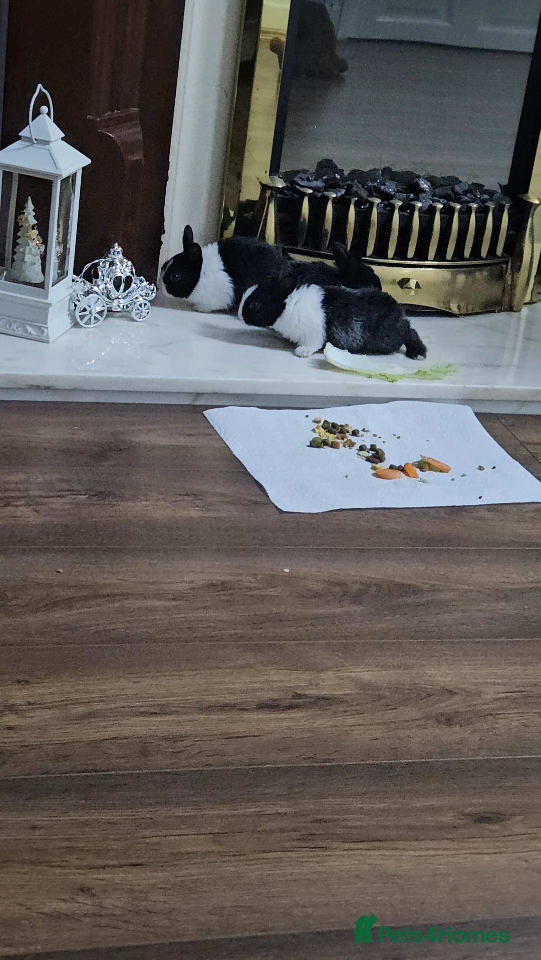 Rex rabbits for sale: They are 5 weeks old so nice baby - Advert 3