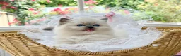 Ragdoll cats for sale: READY TO GO 1 left  (£900) available(TIMEWASTERS)  - Advert 16