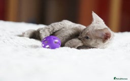 Devon Rex cats for sale: Ravel 💜male Devon Rex available  - Image 11