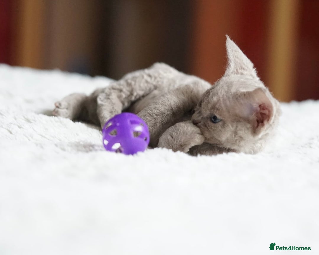 Devon Rex cats for sale: Ravel 💜male Devon Rex available  - Image 11