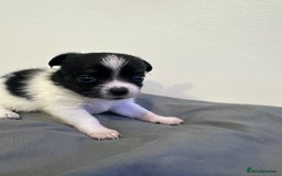 Chihuahua dogs for sale: 3 chihuahuas for sale - Image 5