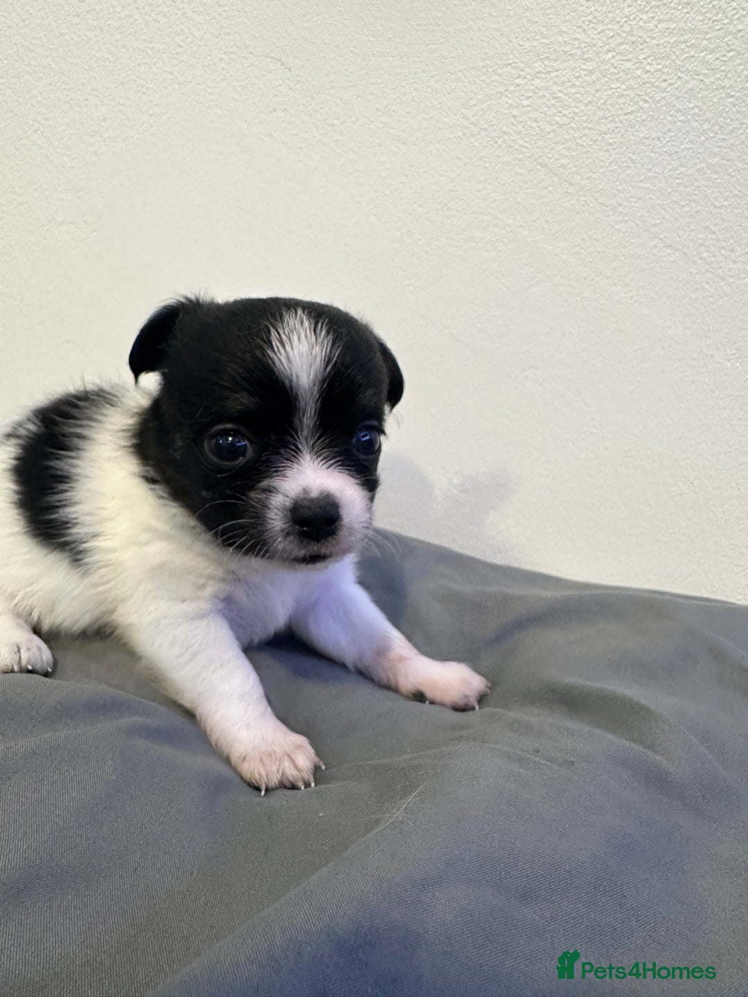 Chihuahua dogs for sale: 3 chihuahuas for sale - Image 5