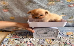 Maltipoo dogs for sale: Tea cup/ pocket puppy Maltipoo girl 🩷 - Image 4