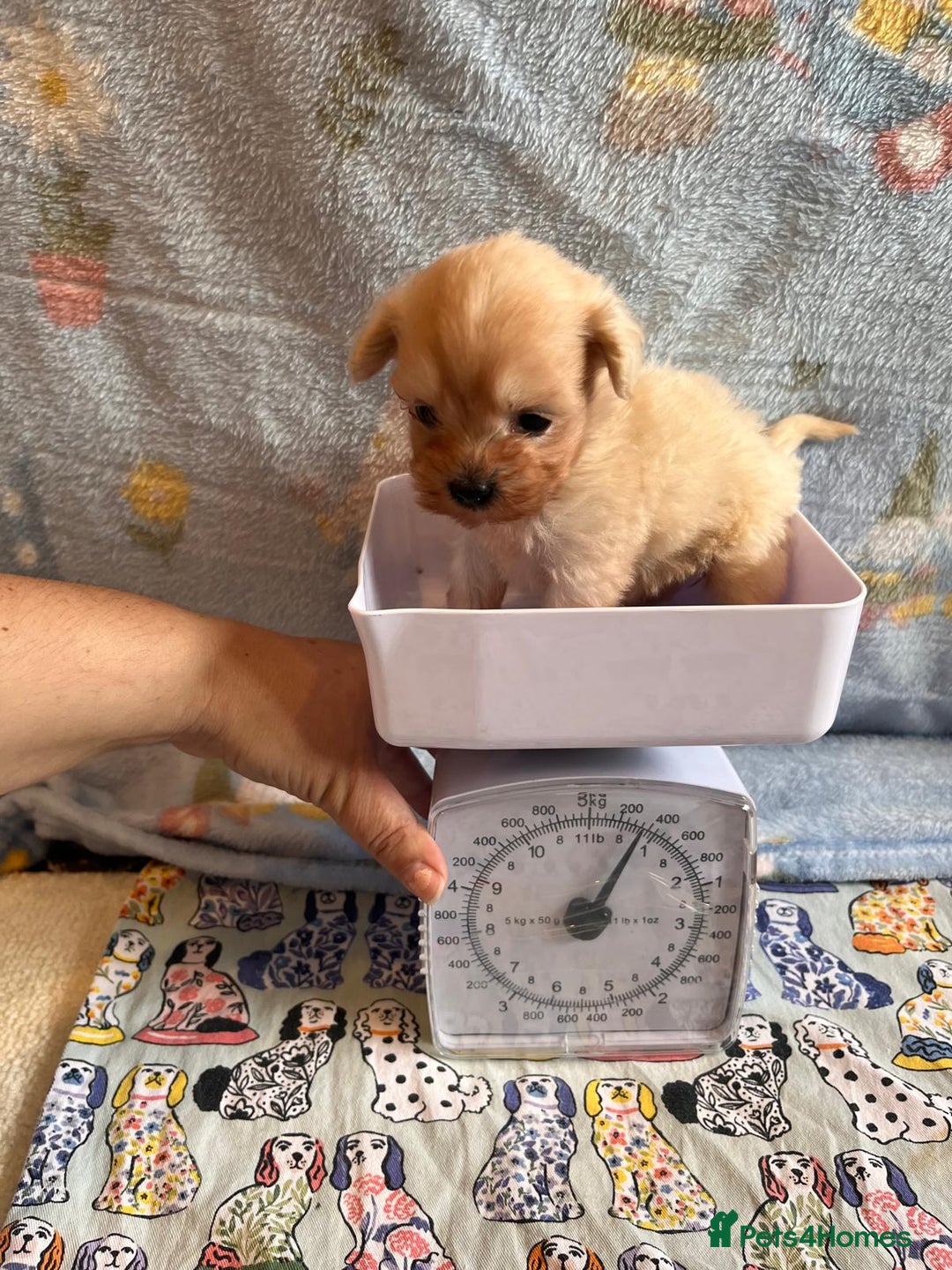 Maltipoo dogs for sale: Tea cup/ pocket puppy Maltipoo girl 🩷 - Image 4