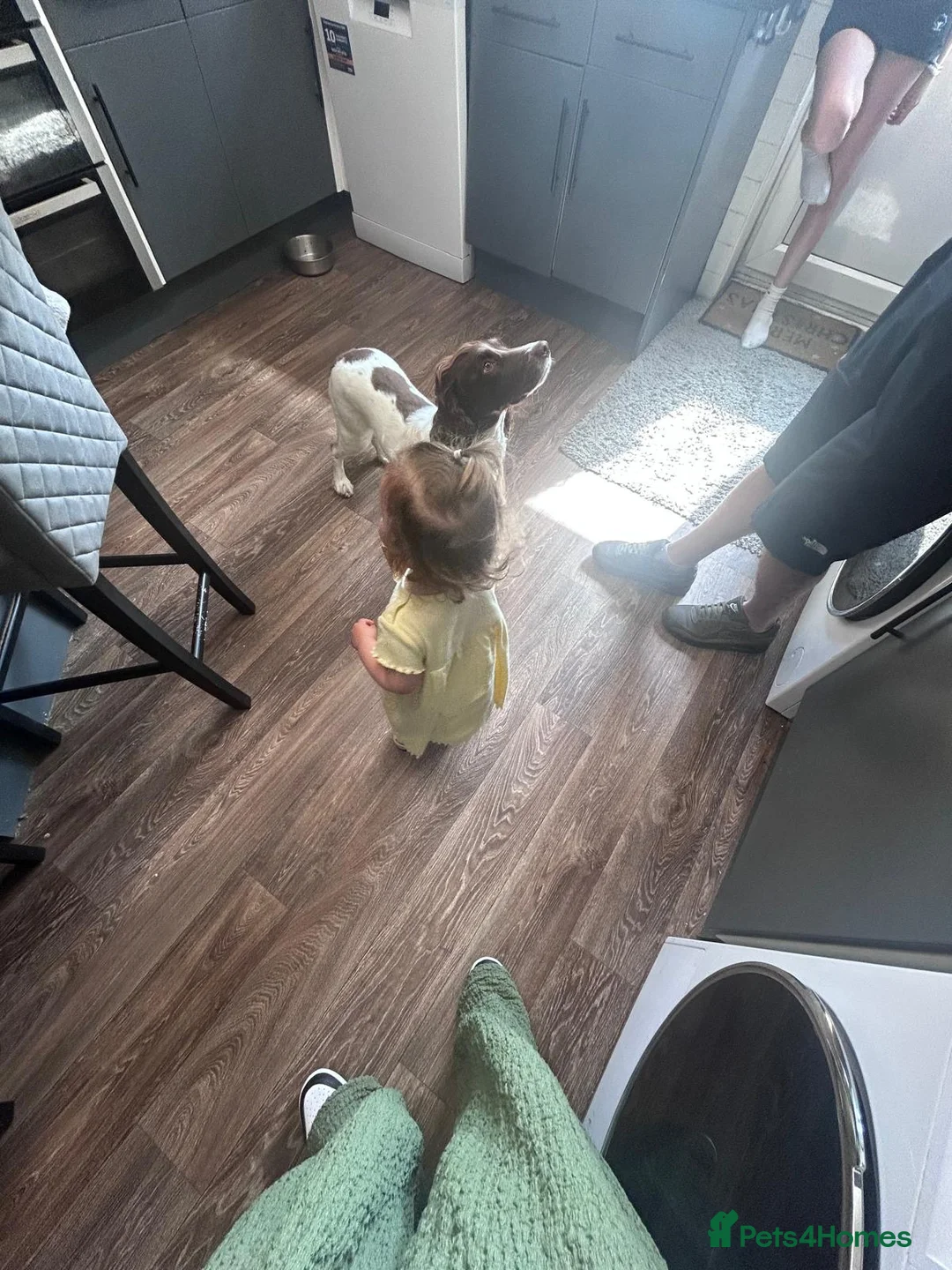 English Springer Spaniel dogs for sale: English springer spaniel puppies - Advert 9