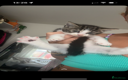 Mixed Breed cats for sale: 3 Female Kittens Available  - Image 4