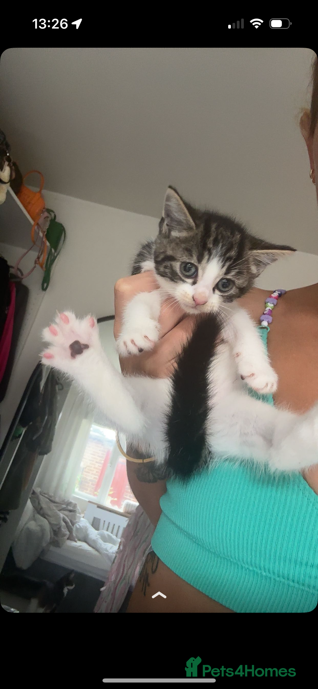 Mixed Breed cats for sale: 3 Female Kittens Available  - Image 4