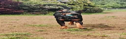 Dobermann dogs for sale: Stunning male dobermann  - Advert 3