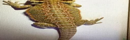 Bearded Dragon reptiles for sale: Stunning baby bearded dragons  - Advert 13