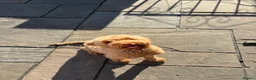 Cockapoo dogs for sale: Cockapoo F1B  in Montgomery - Advert 2