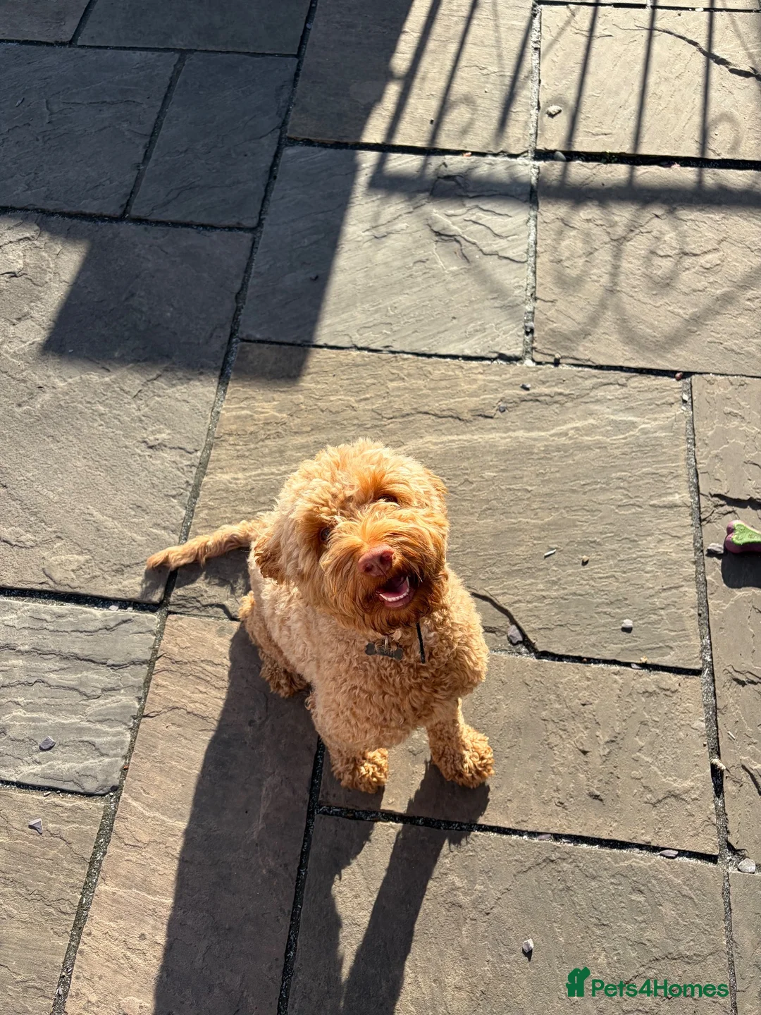 Cockapoo dogs for sale: Cockapoo F1B  in Montgomery - Advert 2