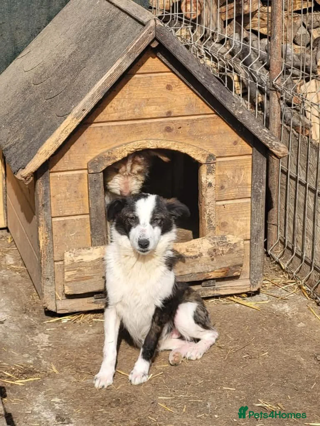 Mixed Breed dogs for adoption: Meet Lilo, currently residing in Hampshire  in Hayling Island - Advert 5