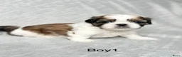 Shih Tzu dogs for sale: Beautiful Shih Tzu Puppies – Boys & Girls in Northampton - Advert 18