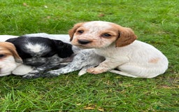 Sprocker dogs for sale: 🧡 Sprocker Puppies 💛 - Image 8