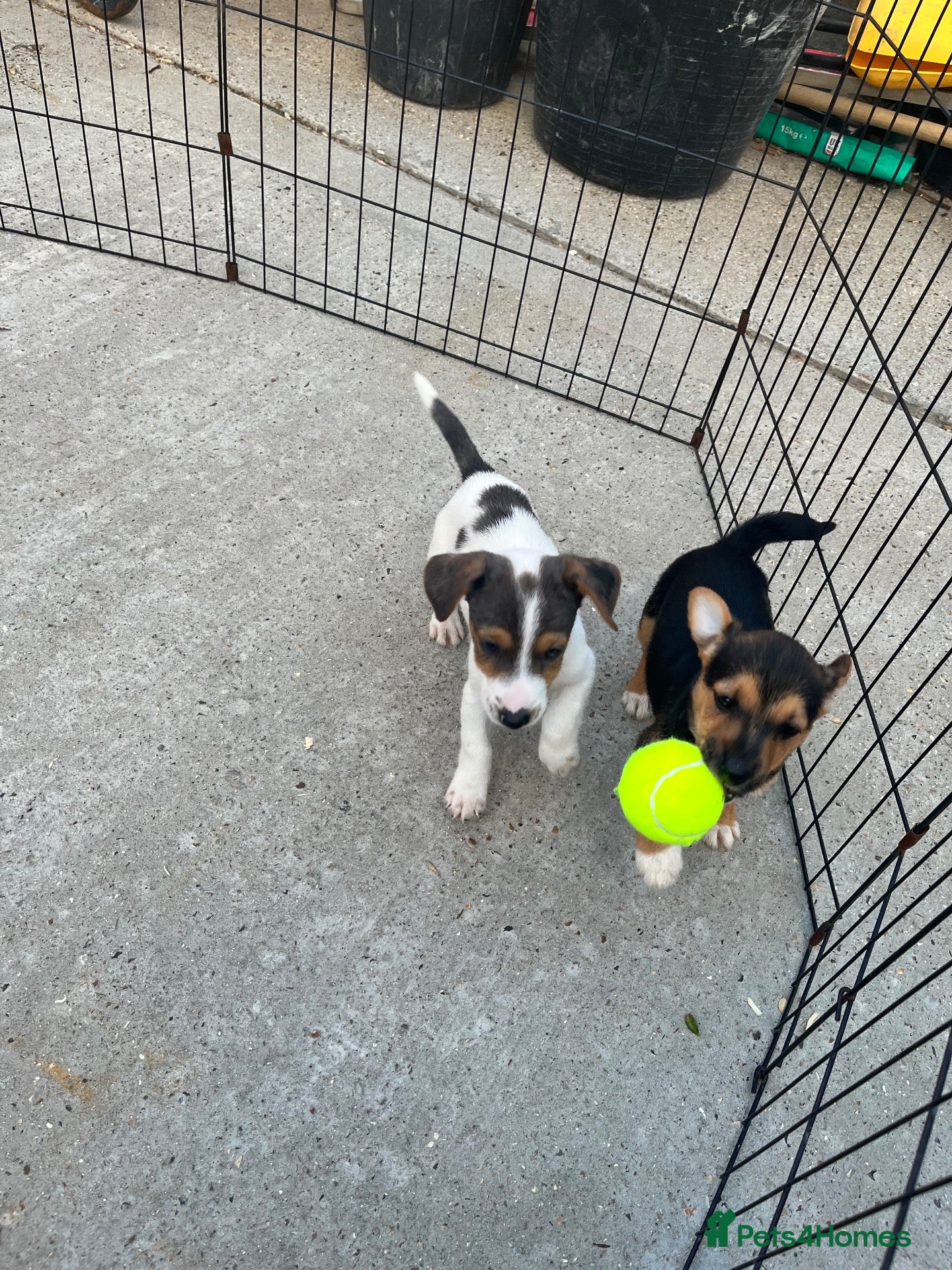 Jack Russell dogs Jack Russell's for sale - Advert 11
