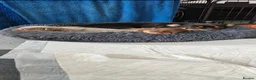 Chihuahua dogs for sale: Chihuahua boys - Advert 15