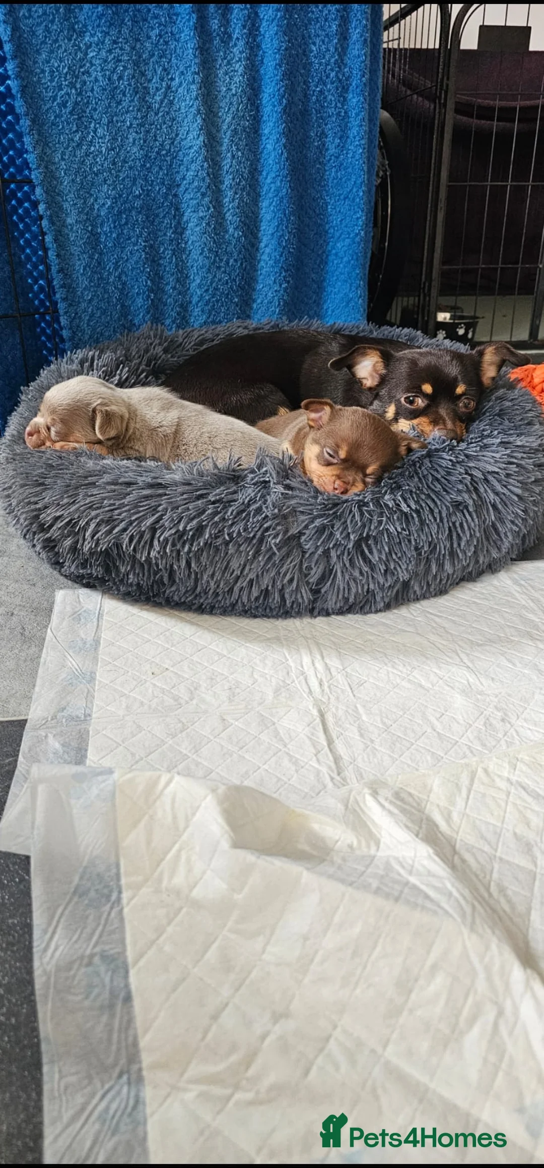 Chihuahua dogs for sale: Chihuahua boys - Advert 15