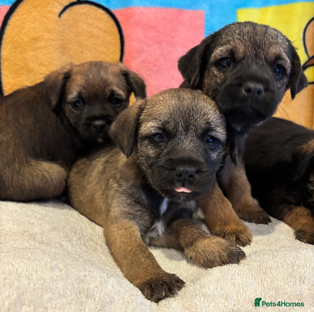 Border Terrier dogs for sale: Border terrier puppy’s ready now  - Advert 3
