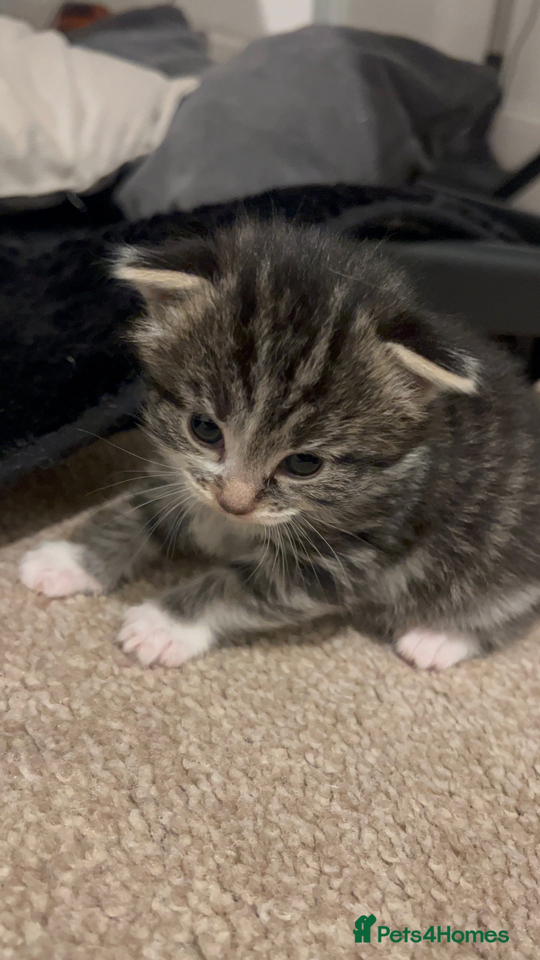 Mixed Breed cats for sale: 4 beautiful kittens 2 female 2 male - Advert 14