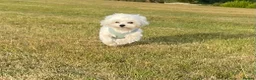 Maltese dogs for sale: Maltese in Lincoln - Advert 1