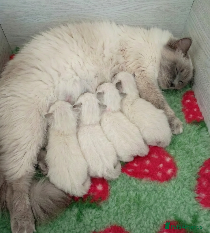 Ragdoll cats Stunning TICA Registered Ragdoll Kittens - Advert 2