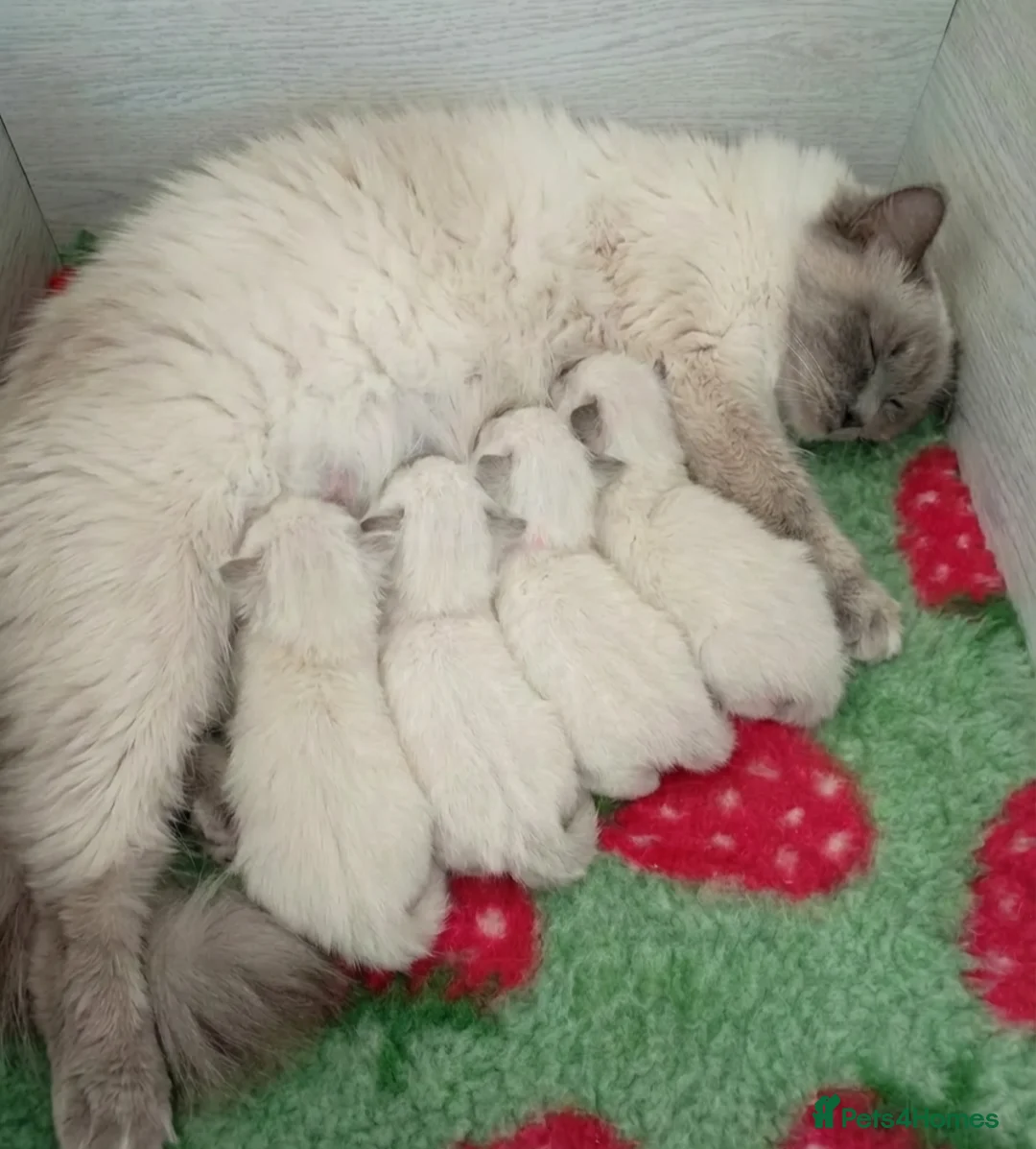 Ragdoll cats for sale: Stunning Ragdoll Kittens - Advert 1