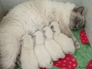 Ragdoll cats Stunning TICA Registered Ragdoll Kittens - Advert 1