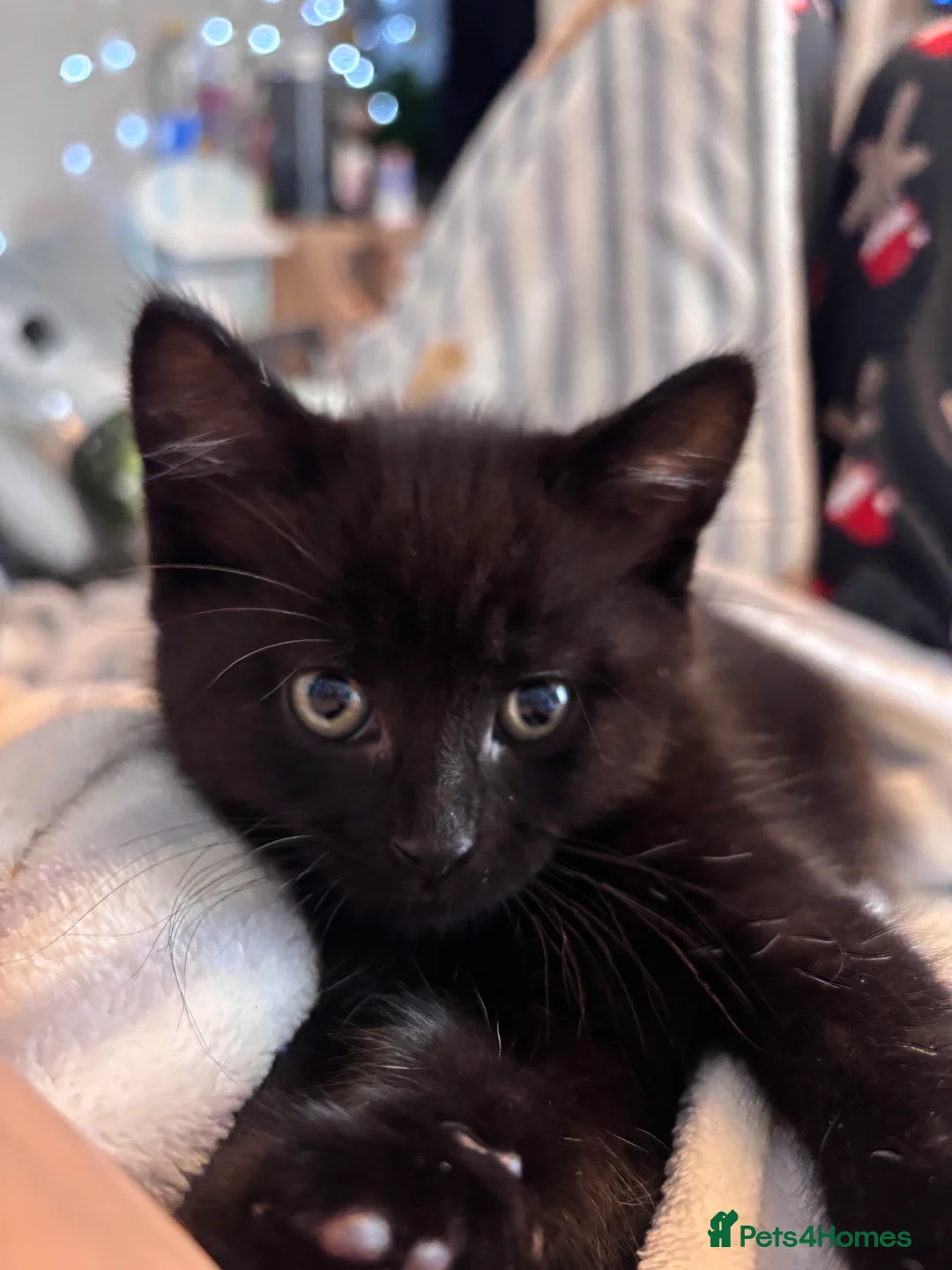 Mixed Breed cats for sale: Boy kitten x 1 - Advert 2