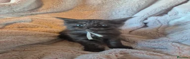 Maine Coon Kitten 5