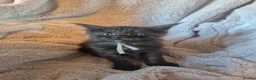 Maine Coon cats for sale: Amazing mainecoon kittens - Advert 4
