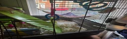 Rat rodents for sale: Pair of Female Dumbo Rats with large enclosure - Advert 10