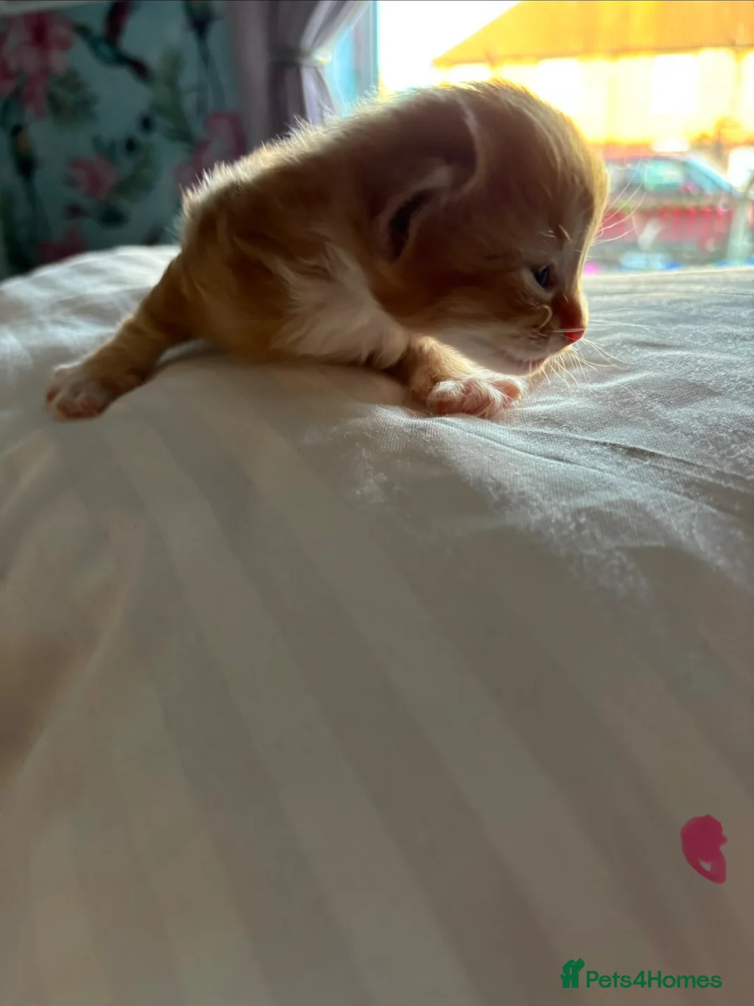 Ragdoll cats for sale: 🩷🩵Flamepoint ragdoll babies 🩵🩷 - Advert 2