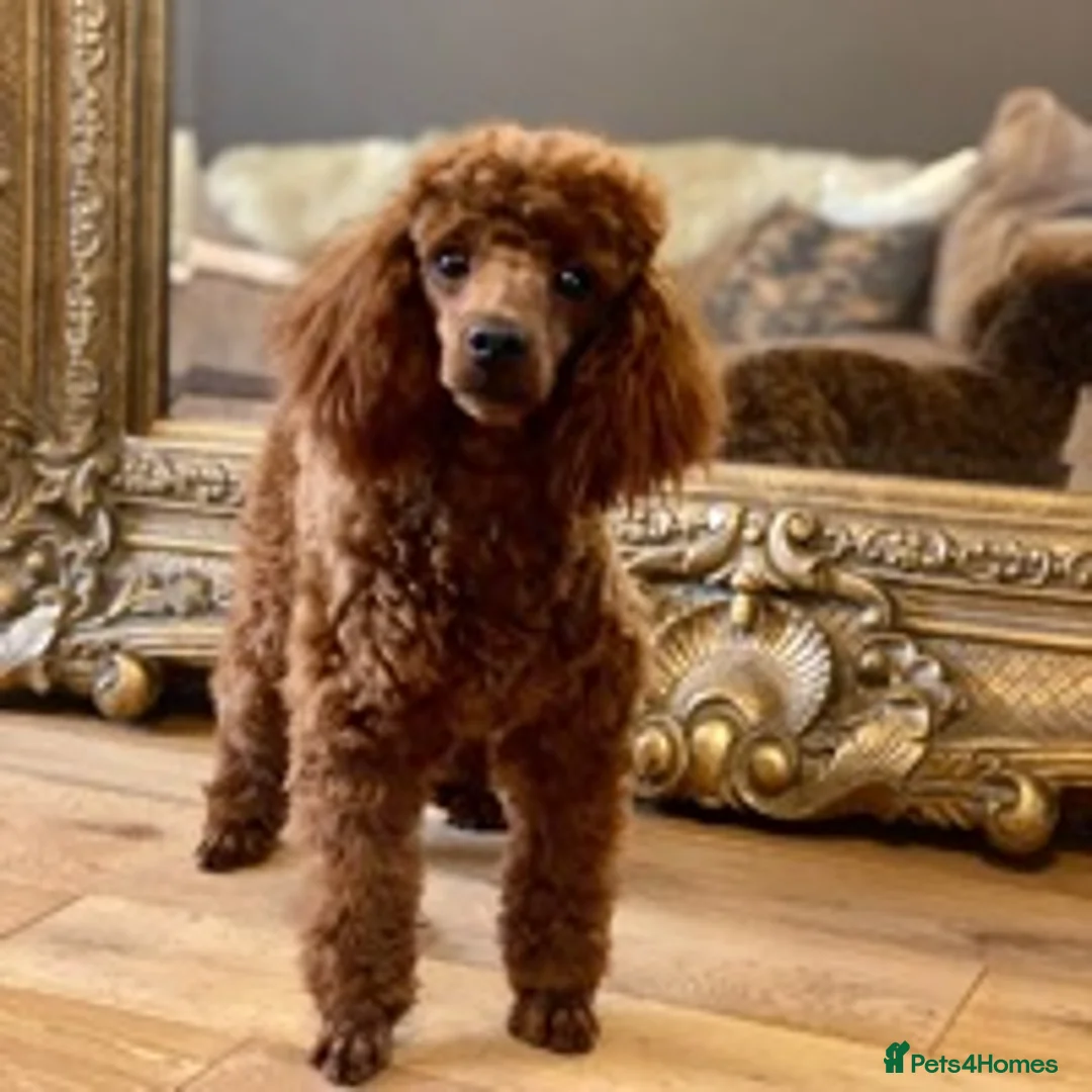 Toy Poodle dogs for stud: Donnajays Professional stud services in Stafford - Advert 2