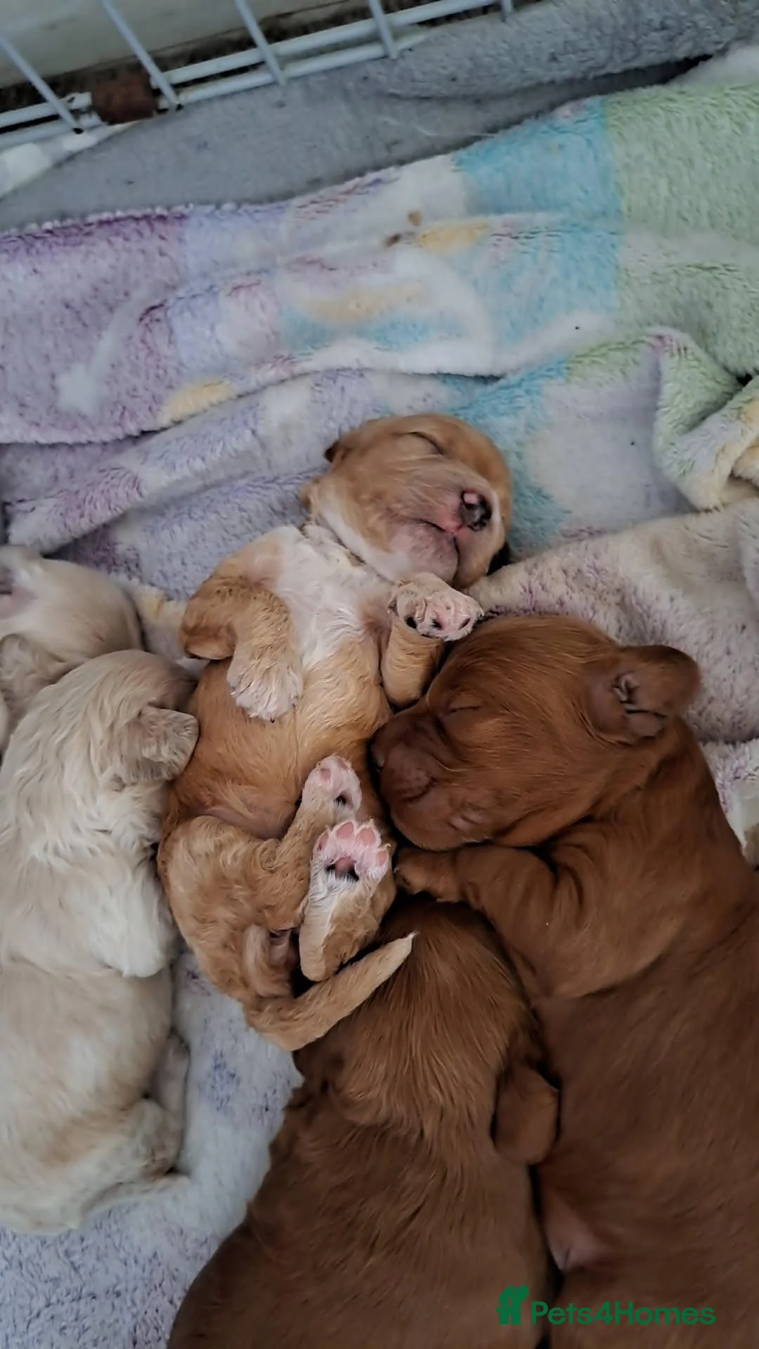 Cockapoo dogs for sale: Absolutely stunning golden f1 cockapoos - Advert 12