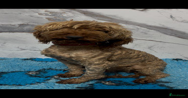 Miniature Poodle dogs in Doncaster - Advert 12