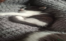 Ragdoll cats for sale: Ragdoll cross kittens  - Image 4