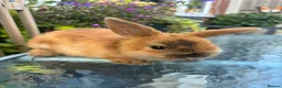 Mini Lop rabbits for sale: Mini lop / Mini lop cross orange / black bunnies - Advert 24