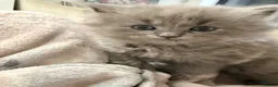 British Shorthair cats for sale: Looking for my forever Home - Advert 7