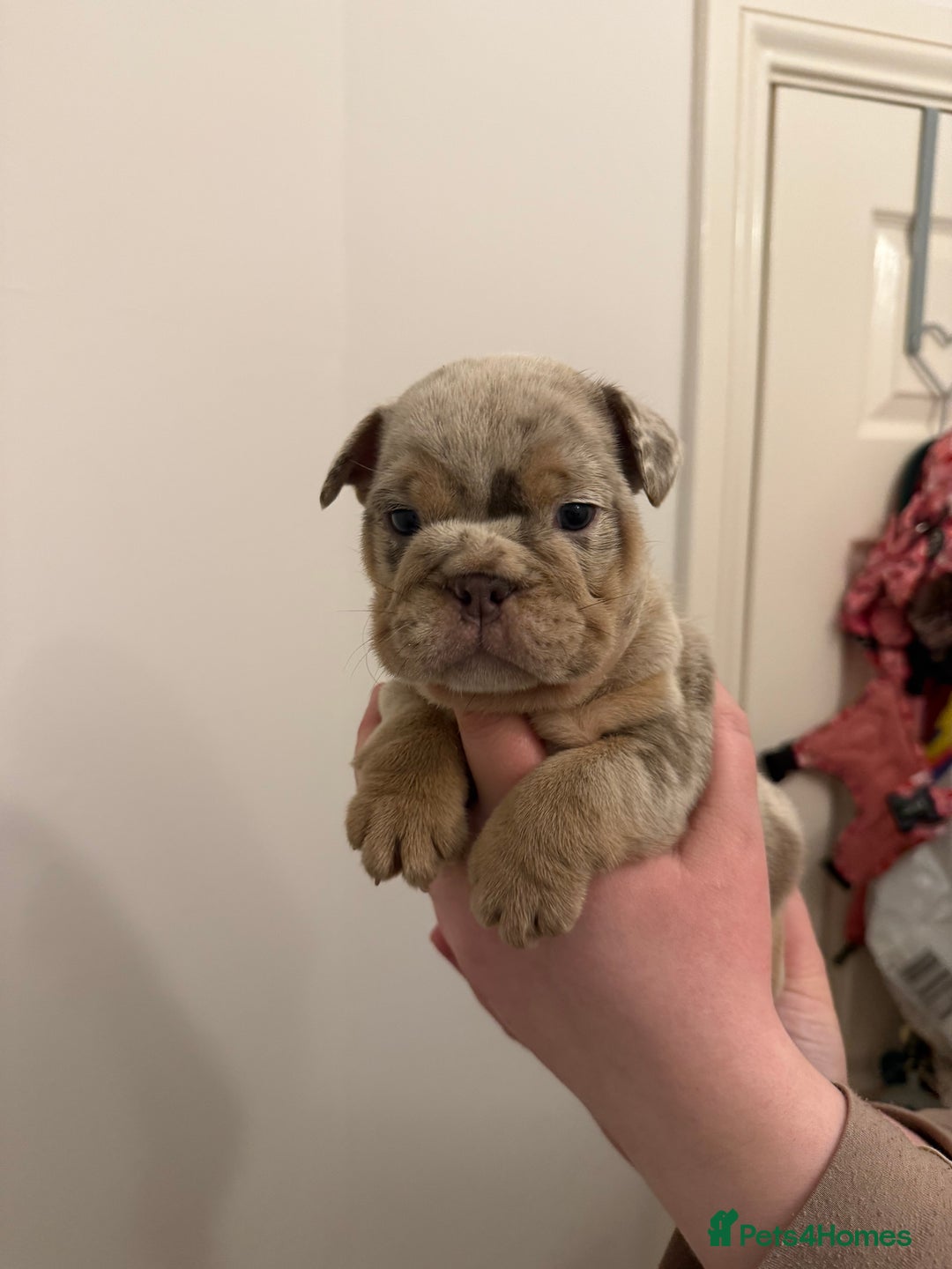 English Bulldog dogs for sale: Lilac Merle female English bulldog puppies  - Advert 12