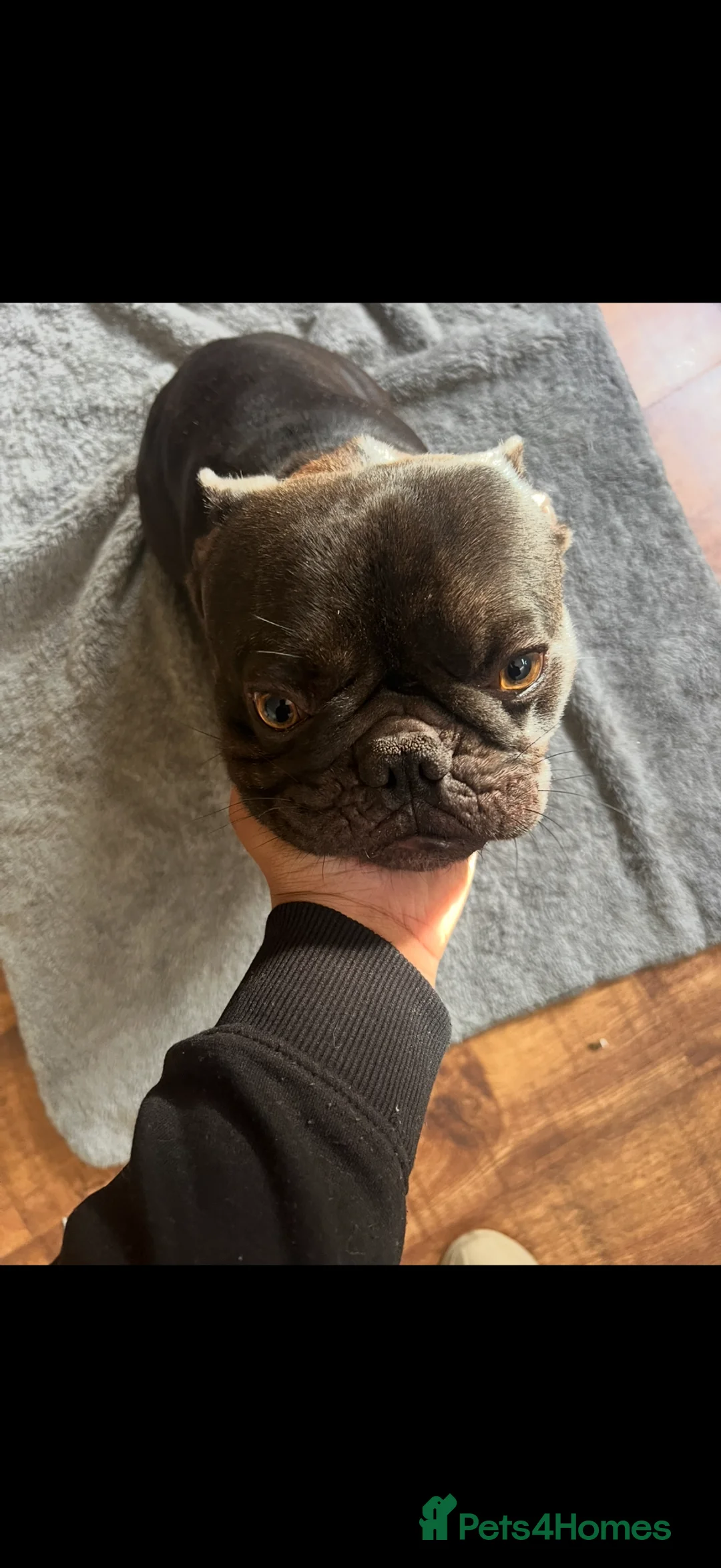 French Bulldog dogs for sale: KC Registered Male French BullDog - Advert 2