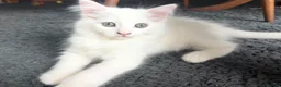 Mixed Breed cats for sale: Two little girls need a loving home.  in Feltham - Advert 3