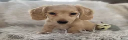 Miniature Dachshund dogs for sale: KC Longhaired Cream Miniature Dachshund Puppies - Advert 14