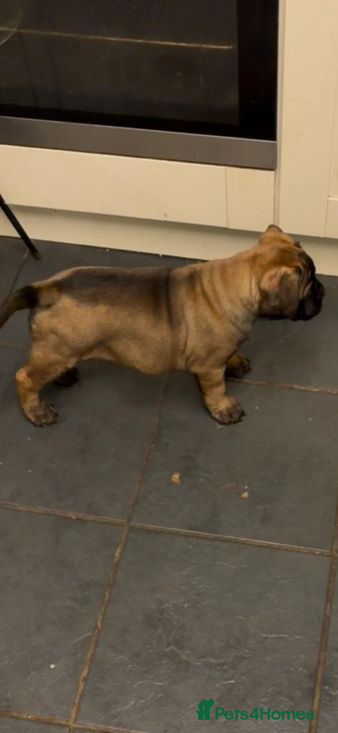 Bullmastiff dogs for sale: Bullmastiff bitch puppy - Advert 2